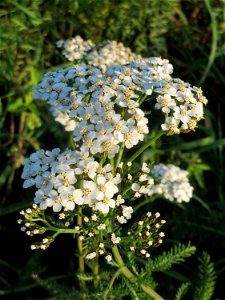 Gemeine Schafgarbe (Achillea millefolium) bei Reilingen
