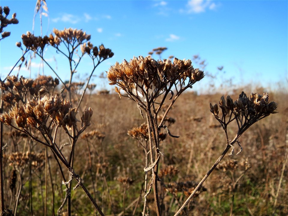 Mumienbotanik: Gemeine Schafgarbe (Achillea millefolium) auf einem kleinen Sandtrockenrasen-Biotop bei Neulußheim (Gemarkung Altlußheim)