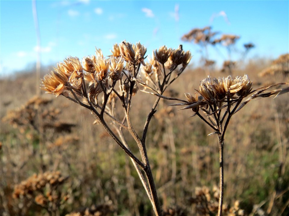 Mumienbotanik: Gemeine Schafgarbe (Achillea millefolium) auf einem kleinen Sandtrockenrasen-Biotop bei Neulußheim (Gemarkung Altlußheim)