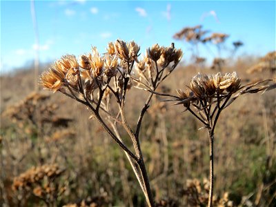 Mumienbotanik: Gemeine Schafgarbe (Achillea millefolium) auf einem kleinen Sandtrockenrasen-Biotop bei Neulußheim (Gemarkung Altlußheim)