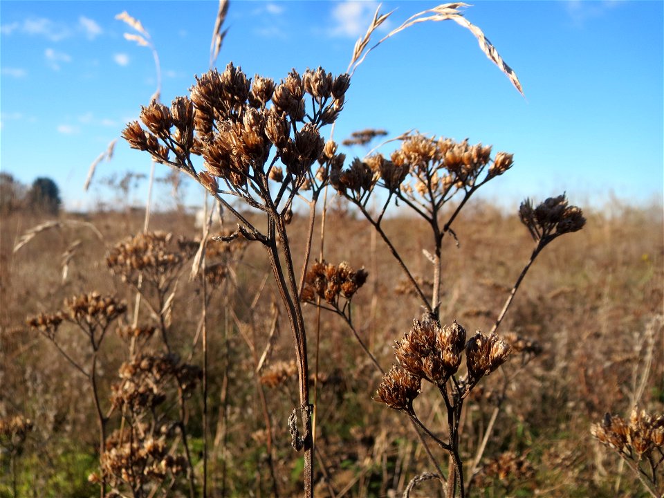 Mumienbotanik: Gemeine Schafgarbe (Achillea millefolium) auf einem kleinen Sandtrockenrasen-Biotop bei Neulußheim (Gemarkung Altlußheim)