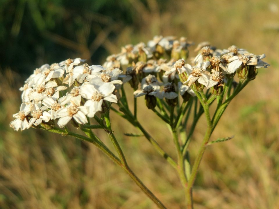 Typische Feldrandvegetation: Gemeine Schafgarbe (Achillea millefolium) bei Reilingen