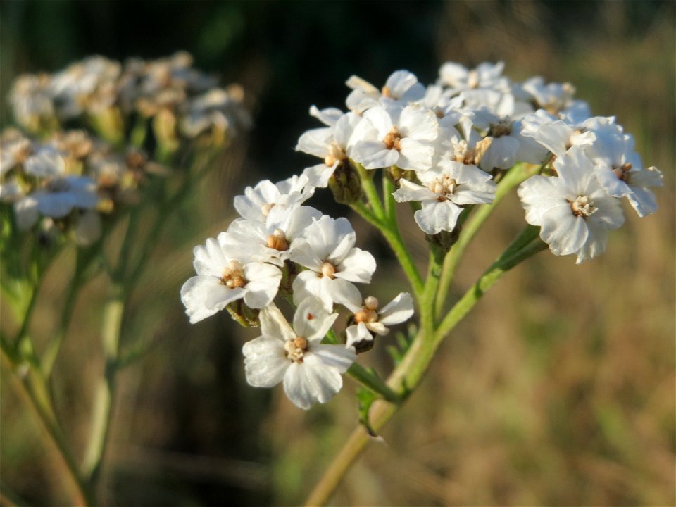 Typische Feldrandvegetation: Gemeine Schafgarbe (Achillea millefolium) bei Reilingen