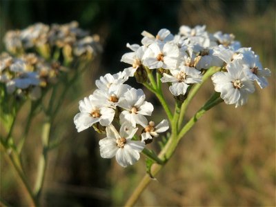 Typische Feldrandvegetation: Gemeine Schafgarbe (Achillea millefolium) bei Reilingen