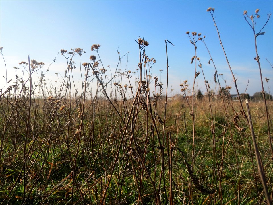 Typische Feldrandvegetation im Dezember: Gemeine Schafgarbe (Achillea millefolium) bei Hockenheim