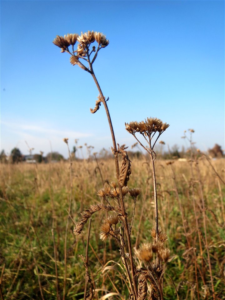 Typische Feldrandvegetation im Dezember: Gemeine Schafgarbe (Achillea millefolium) bei Hockenheim
