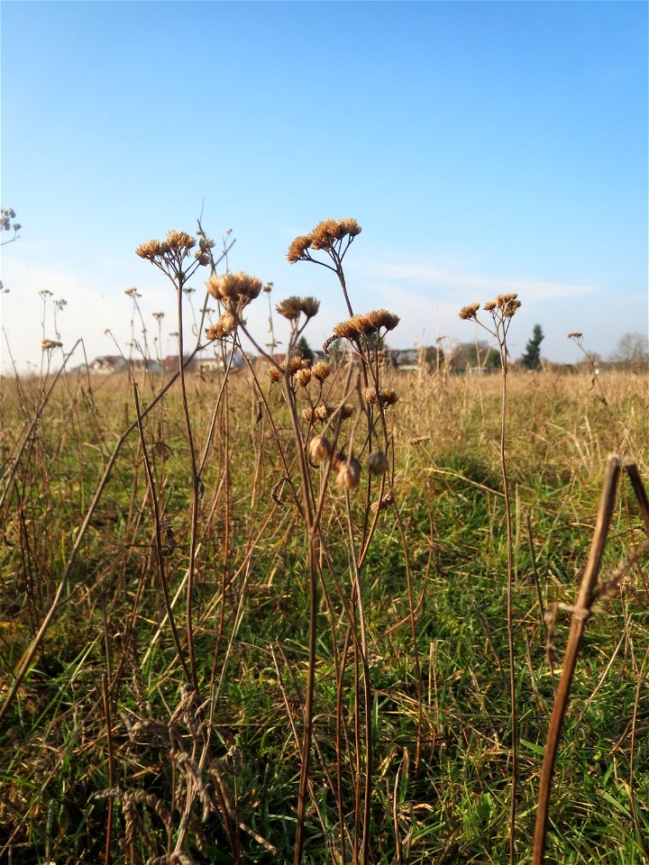 Typische Feldrandvegetation im Dezember: Gemeine Schafgarbe (Achillea millefolium) bei Hockenheim