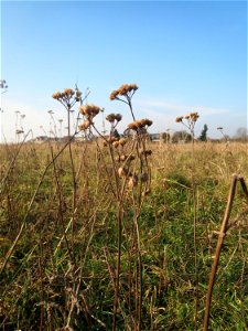 Typische Feldrandvegetation im Dezember: Gemeine Schafgarbe (Achillea millefolium) bei Hockenheim