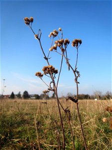 Typische Feldrandvegetation und Mumienbotanik im Dezember: Gemeine Schafgarbe (Achillea millefolium) bei Hockenheim