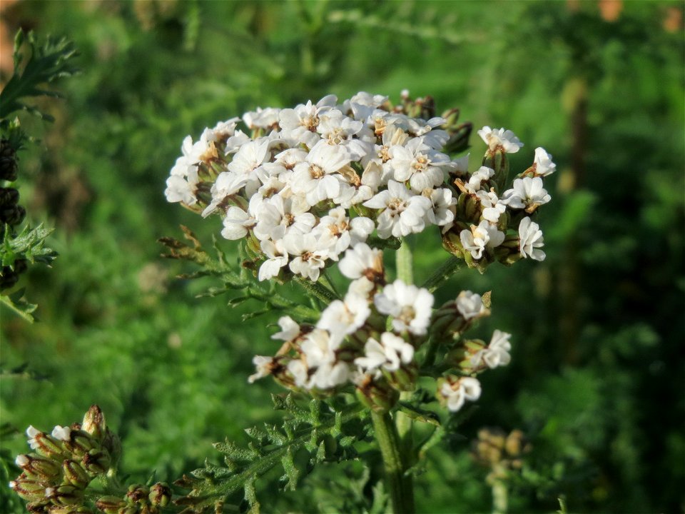 Gemeine Schafgarbe (Achillea millefolium) an der Saar in Saarbrücken