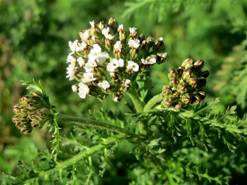 Schafgarbe (Achillea millefolium) an der Saar in Saarbrücken
