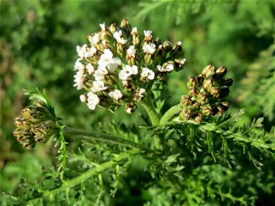 Schafgarbe (Achillea millefolium) an der Saar in Saarbrücken