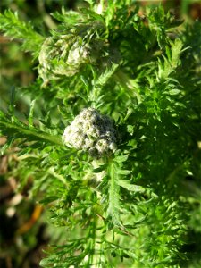 Gemeine Schafgarbe (Achillea millefolium) an der Saar in Saarbrücken
