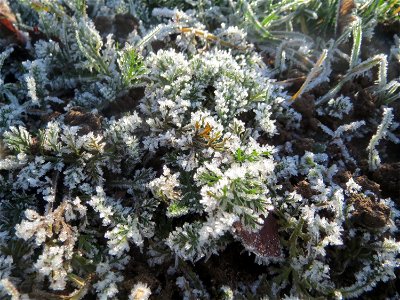 Vereiste Grundblätter der Gemeinen Schafgarbe (Achillea millefolium) am Staden in Saarbrücken