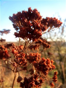 Mumien-Botanik: Gemeine Schafgarbe (Achillea millefolium) an der A61 bei Hockenheim
