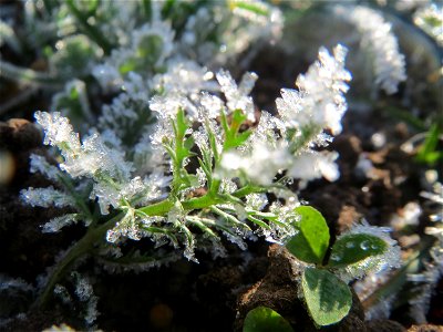 Vereiste Grundblätter der Gemeinen Schafgarbe (Achillea millefolium) am Staden in Saarbrücken