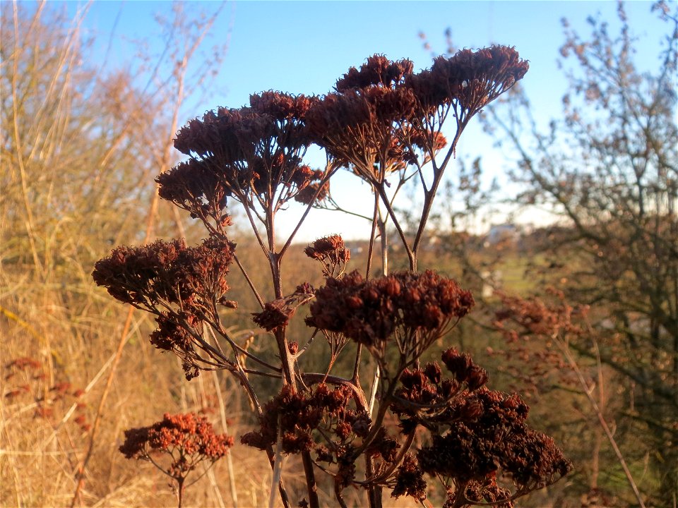 Mumien-Botanik: Gemeine Schafgarbe (Achillea millefolium) an der A61 bei Hockenheim