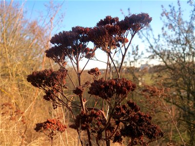 Mumien-Botanik: Gemeine Schafgarbe (Achillea millefolium) an der A61 bei Hockenheim