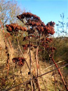 Mumien-Botanik: Gemeine Schafgarbe (Achillea millefolium) an der A61 bei Hockenheim