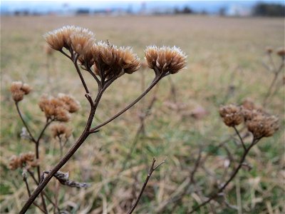 Mumien-Botanik: Gemeine Schafgarbe (Achillea millefolium) in Hockenheim-Talhaus