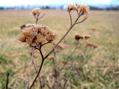 Mumien-Botanik: Gemeine Schafgarbe (Achillea millefolium) in Hockenheim-Talhaus
