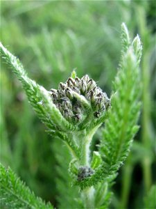 Gemeine Schafgarbe (Achillea millefolium) in Hockenheim-Talhaus kurz vorm aufblühen