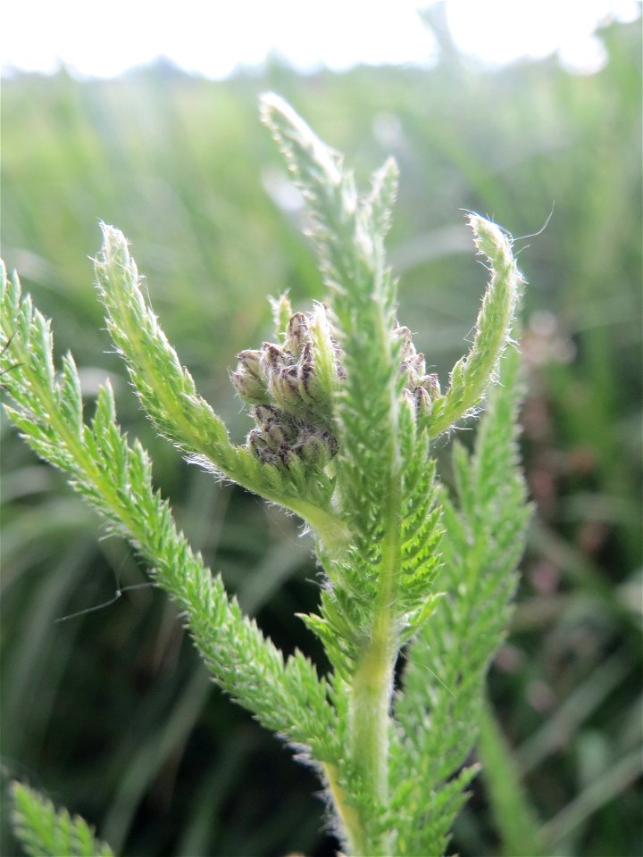 Gemeine Schafgarbe (Achillea millefolium) in Hockenheim-Talhaus kurz vorm aufblühen