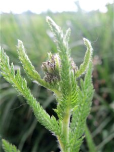 Gemeine Schafgarbe (Achillea millefolium) in Hockenheim-Talhaus kurz vorm aufblühen
