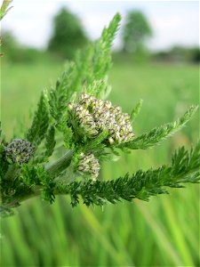 Gemeine Schafgarbe (Achillea millefolium) in Hockenheim-Talhaus kurz vorm aufblühen