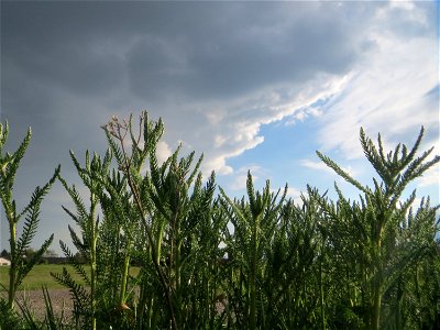 Gemeine Schafgarbe (Achillea millefolium) in Hockenheim-Talhaus vor Regenwolken