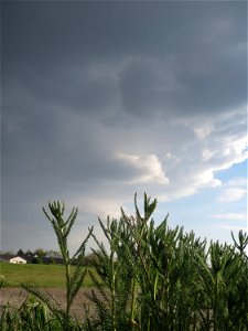Gemeine Schafgarbe (Achillea millefolium) in Hockenheim-Talhaus vor Regenwolken