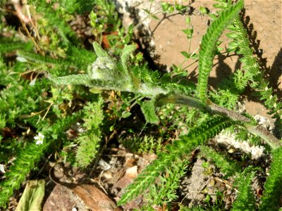Ritzenbotanik: Gemeine Schafgarbe (Achillea millefolium) in Hockenheim, kurz vorm erblühen