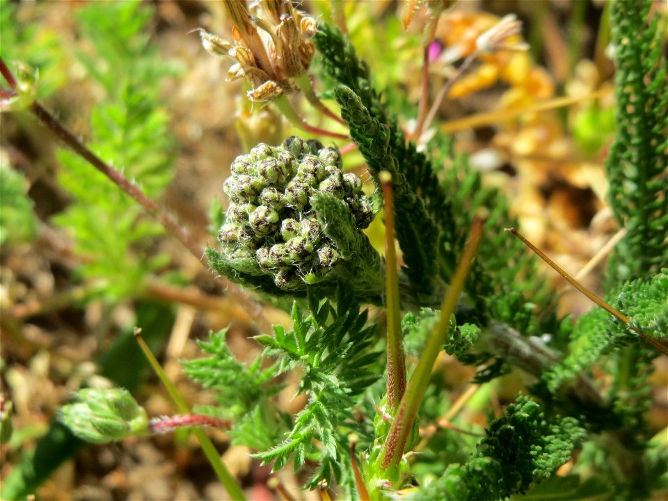 Blütenknospe der Gemeinen Schafgarbe (Achillea millefolium) auf einer Parkplatz-Wiese in Hockenheim