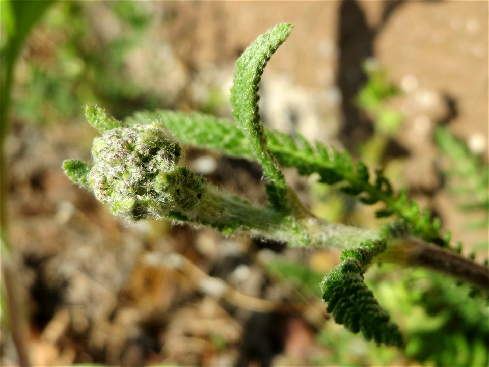 Ritzenbotanik: Gemeine Schafgarbe (Achillea millefolium) in Hockenheim, kurz vorm erblühen