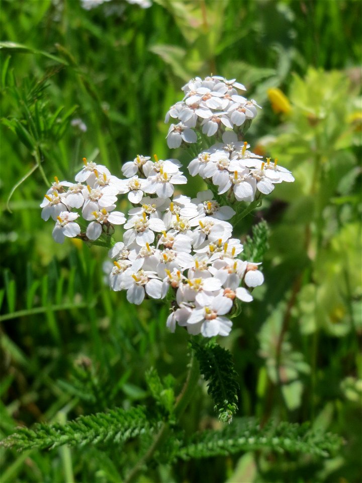 Gemeine Schafgarbe (Achillea millefolium) in den Horststückern im Landschaftsschutzgebiet „Hockenheimer Rheinbogen“