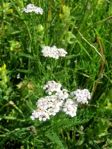 Gemeine Schafgarbe (Achillea millefolium) in den Horststückern im Landschaftsschutzgebiet „Hockenheimer Rheinbogen“