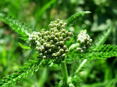 Gemeine Schafgarbe (Achillea millefolium) an der Saar in Saarbrücken