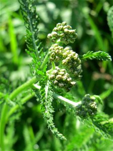 Gemeine Schafgarbe (Achillea millefolium) an der Saar in Saarbrücken