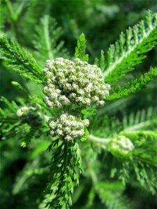 Blütenknospe der Gemeinen Schafgarbe (Achillea millefolium) an der Saar in Saarbrücken