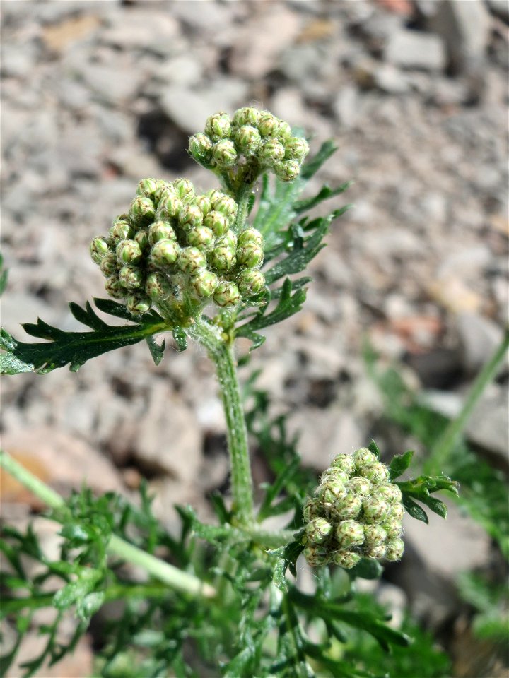Blütenknospen der Gemeinen Schafgarbe (Achillea millefolium) am Bahnhof Landstuhl