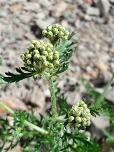 Blütenknospen der Gemeinen Schafgarbe (Achillea millefolium) am Bahnhof Landstuhl