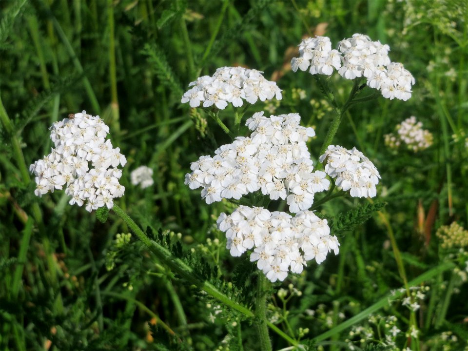 Gemeine Schafgarbe (Achillea millefolium) beim Insultheimer Hof im Landschaftsschutzgebiet „Hockenheimer Rheinbogen“