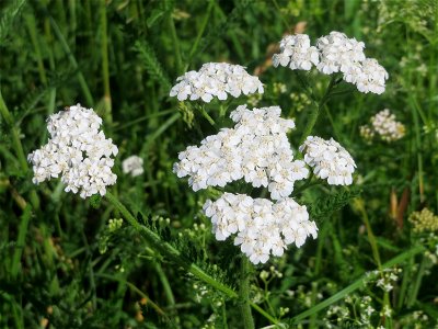 Gemeine Schafgarbe (Achillea millefolium) beim Insultheimer Hof im Landschaftsschutzgebiet „Hockenheimer Rheinbogen“