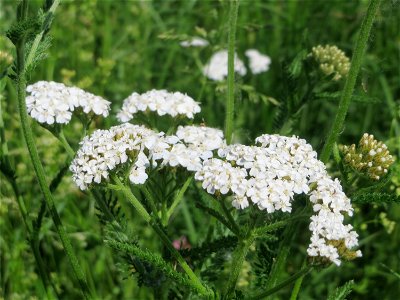 Gemeine Schafgarbe (Achillea millefolium) beim Insultheimer Hof im Landschaftsschutzgebiet „Hockenheimer Rheinbogen“