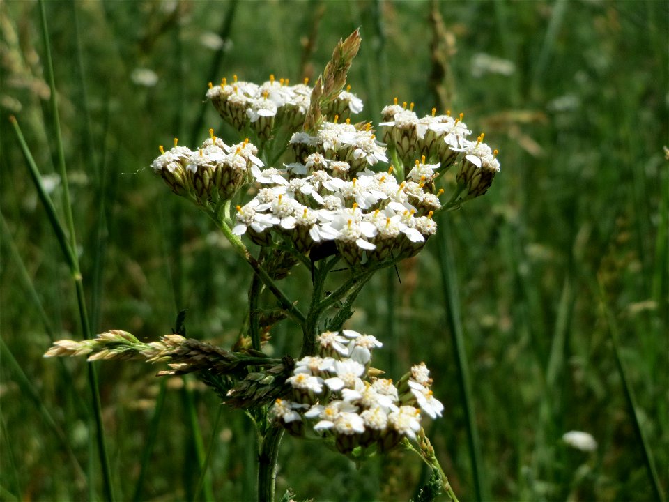 Gemeine Schafgarbe (Achillea millefolium) beim Insultheimer Hof im Landschaftsschutzgebiet „Hockenheimer Rheinbogen“