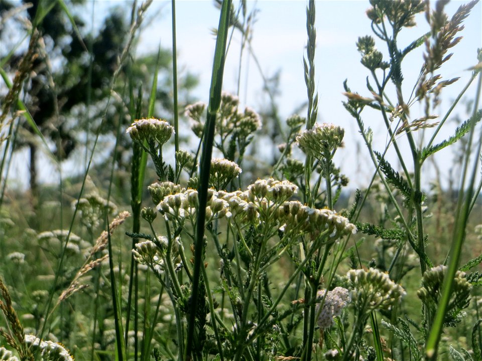 Gemeine Schafgarbe (Achillea millefolium) beim Insultheimer Hof im Landschaftsschutzgebiet „Hockenheimer Rheinbogen“