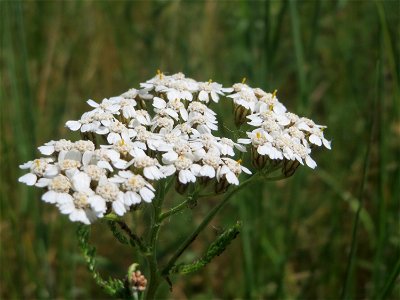 Gemeine Schafgarbe (Achillea millefolium) beim Insultheimer Hof im Landschaftsschutzgebiet „Hockenheimer Rheinbogen“