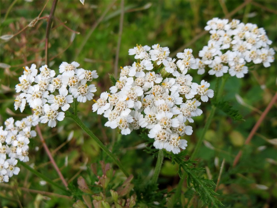Gemeine Schafgarbe (Achillea millefolium) auf einer Wiese zum Schutz der Haubenlerche am Stadtrand von Hockenheim