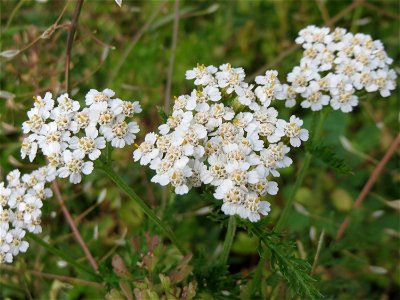 Gemeine Schafgarbe (Achillea millefolium) auf einer Wiese zum Schutz der Haubenlerche am Stadtrand von Hockenheim