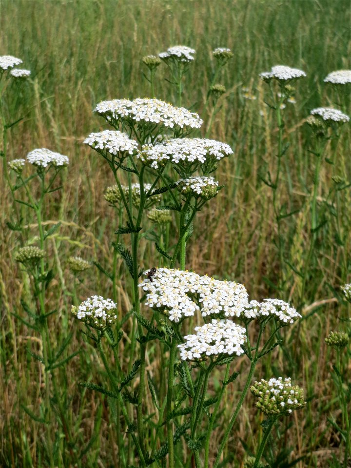 Gemeine Schafgarbe (Achillea millefolium) auf einer Brachfläche zum Schutz der Haubenlerche beim Dänischen Lager bei Hockenheim